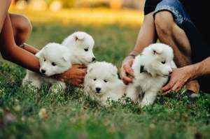 Beautiful samoyed puppies for sale